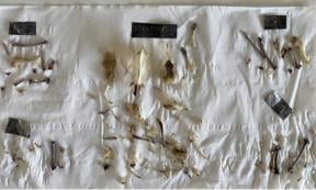 Bones of birds used in the experiments