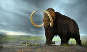 Mammoth in the Royal BC Museum in Victoria (Canada). The display is from 1979, and the fur is musk ox hair.