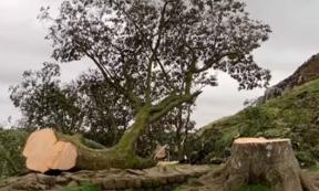 The Sycamore Gap tree near Hadrian’s Wall was cut down by vandals. Screenshot from BBC news release.  Source: BBC News/Youtube Screenshot