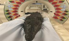 The crocodile mummy entering the CT scanner.	Source: University of Manchester This article is a press release by the University of Manchester, originally titled, “Croc’s deadly last meal in Ancient Egypt unearthed”.