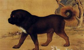 Artwork depicting a Tibetan Mastiff from the Qing Dynasty. 