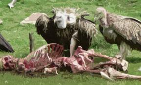 Sky burial in Tibet. Source: CC BY-SA 3.0