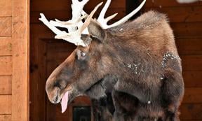 Tycho Brahe Had a Drunken Moose Pet. Source: Andrew / Adobe Stock.