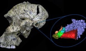 Virtual reconstruction of two-million-year-old ear. 