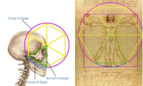 Detailed geometric analysis showing how the triangle relates to Bonwill's triangle and creates the mathematical foundation for the drawing's proportions.