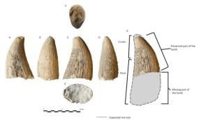 The sperm whale tooth is the first of its kind found in Copper Age Iberia. 