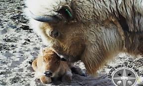 White Buffalo   