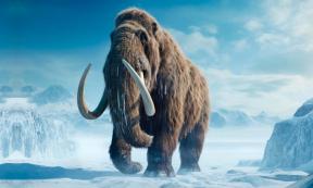 Wooly mammoth. Source: thejokercze / Adobe Stock.
