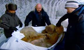 Preserved hairy mammoth. Source: YouTube Screenshot / BBC.