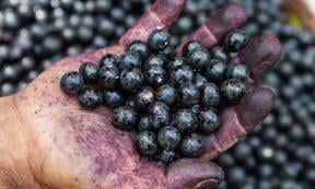 Acai berries staining a hand. Source: Imago Photo / Adobe Stock