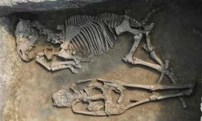 Burial with a horse at the Rákóczifalva site, Hungary (8th century AD). This male individual of the culture of the Avars, belongs to the 2nd generation of pedigree 4, and was one of the sons of the founder of this kinship unit. Source: Institute of Archaeological Sciences, Eötvös Loránd University Múzeum, Budapest, Hungary/Nature