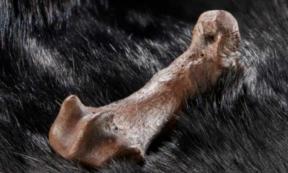 Metatarsal bones of a cave bear discovered to bear cut marks. Source: ©Volker Minkus/ University of Tübingen