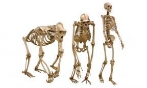 A comparison of great ape and human skeletons in genetic move to bipedalism. Source: Alexander Potapov/ Adobe Stock