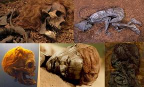 Bocksten Man. Photo source: (CC BY 2.0 ) The Tollund Man as he appears today. (Tollundman.dk) Osterby Man with hair tied in a Suebian Knot. At Archäologisches Landesmuseum. (CC BY 3.0) The face of the bog body known as Grauballe man. (Public Domain) The Upper body of the Elling Woman. (CC BY SA 3.0)