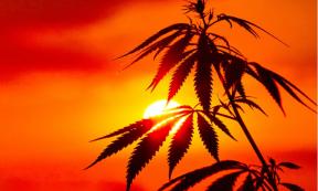 Cannabis in China has a long history, the longest in the world, and its flowers and seeds were used for stimulation and nutrition, respectively.		Source: Aleksandr / Adobe Stock