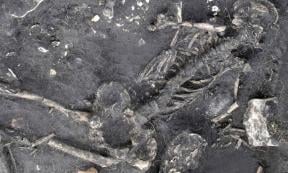Child skeleton from 1,500-year-old crime mystery in Sweden 