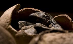 Representational image showing dinosaur embryo in an egg. Source: KtD / Adobe Stock
