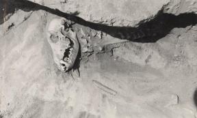 Dog burial in Siberia. Stone and bone implements are present near and under the cranium, and a round pebble is visible within the mouth. 
