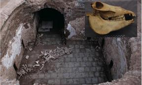 Main: Cui Shi’s tomb with animal bones revealing evidence of the ancient Chinese nobles playing donkey polo. Inset: A skull of one of Cui Shi’s donkeys.           Source: J. Yang &  S. Hu / Antiquity Publications Ltd