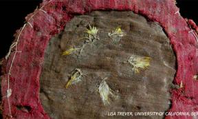 Feathered Shield in Peru Temple