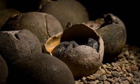 Representational image of a baby dinosaur in an egg. Source: KtD / Adobe Stock