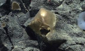 The unidentified golden orb discovered on the Alaskan sea floor. Source: NOAA Ocean Exploration