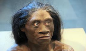 Ancient "Hobbit" Looked Like Humans