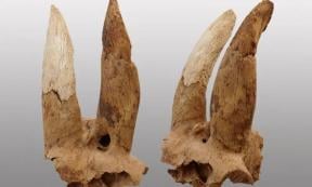 modified horns Egypt