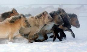 Researchers say these horses, which seem so well attuned to the harsh cold with thick, dense winter coats, their armour against temperatures of minus 70C (minus 94F), are incomers that only arrived in these parts within the last 800 years.