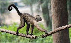 Why is it that hominoids have experienced tail loss, while other primates have not? Source: v_blinov / Adobe Stock