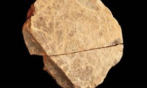 The most complete of the ten ice age artworks discovered on Jersey in the English Channel Islands, dating back some 15,000 years. Source: Natural History Museum