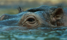 A Hippopotamus. Source: Aintschie / Adobe Stock.