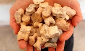 These knucklebones from the Hellenistic period, from roughly 2,300 years ago, were recently unearthed in central Israel in an area closely connected with the First Temple period. Source: Israel Antiquities Authority