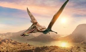 Fossilized bones of the largest pterosaur or flying reptile ever found in South America, about the size of a yellow school bus, have been found in the western mountains of Argentina.		Source: warpaintcobra / Abobe Stock