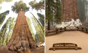 General Sherman, the world’s largest tree (Jim Bahn/CC BY 2.0), has been wrapped in a fireproof blanket. (Sequoia and Kings Canyon National Parks)