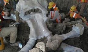 Archaeologists working at the massive mammoth skeleton site or mammoth trap area in Mexico.       Source: INAH