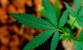 A leaf from the cannabis plant. Source: Kampanat/Adobe Stock