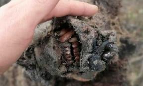 Preserved snout of an adult Ice Age bear found in Russia in 2020 (this is not the bear discovered on Bolshoi Lyakhovsky Island. Source: North-Eastern Federal University in Yakutsk (NEFU)