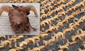 2000 Mummified Ram Heads found at the Temple of Ramesses II in Abydos. Credit: Ministry of Tourism and Antiquities. 