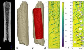 The Carved area of the Bone was completed deliberately by a Neanderthal, not as a byproduct of butchery or other practical applications. Source: Journal of Archaeological Science.