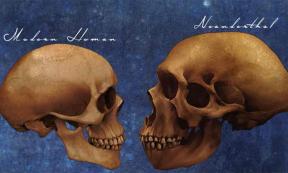 Neanderthals Archaic Extinct Human Skull Vs Modern Human Skull Comparison Art Study.	Source: Winters860/Adobe Stock
