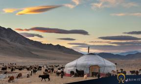 Goats surrounding a yurt in Mongolia.