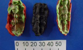 One of the chewing gums containing the oldest Scandinavian DNA from Huseby Klev with two plastelina casts for each side.