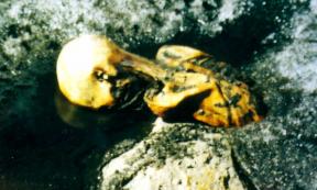 The upper body of Ötzi, protruding from the ice in the Tisenjoch pass on September 19, 1991. Photo: Helmut Simon. Used with kind permission from Erika Simon. Source: Erika Simon/SAGE Journals