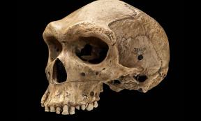 The Kabwe Skull with bullet-like hole. prehistoric skulls.	Source: Jim Di Loreto and Don Hurlbert / Smithsonian Institution