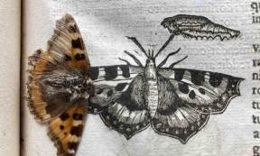 Preserved Butterfly Accidentally Found In a 390-year-old Insect Book