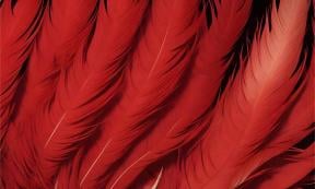 Red feathers. Source: Thewonderalice / Adobe Stock.