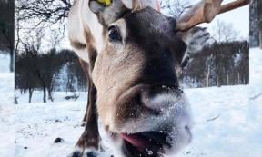 When reindeer ruminate, aka chew, they are actually catching up on their sleep, claims new study. Source: Leo Rescia / Current Biology / Furrer et al.