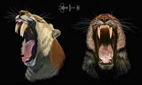 Artist’s image of the saber-toothed cat’s mouth, showing dentistry with double saber teeth.	Source: Massimo Molinero/University of California - Berkley