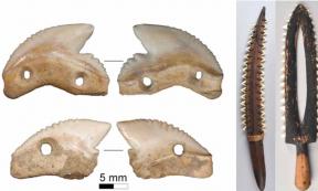 Modified tiger shark teeth found in 7,000-year-old layers of Leang Panninge (top) and Leang Bulu’ Sipong 1 (bottom) on the Indonesian island of Sulawesi. Right; Shark tooth weapons from Kiribati and Hawai’i. Source: M.C. Langley/The Conversation, Right; The Trustees of The British Museum